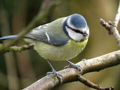 Mésange bleue