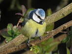 Mésange bleue