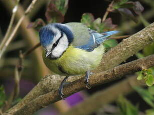 Mésange bleue