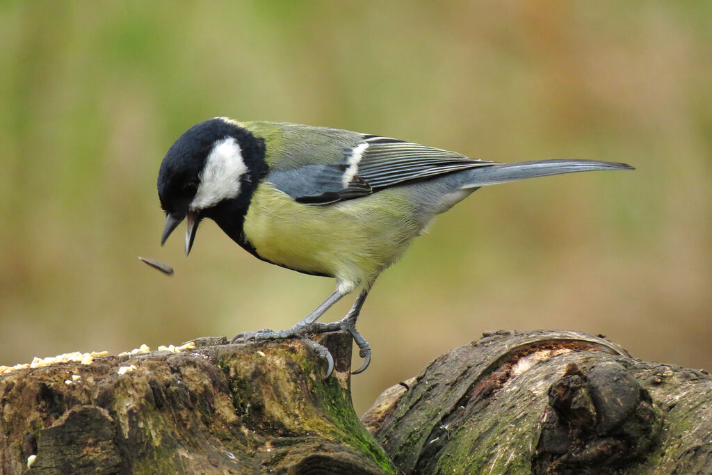 Mésange charbonnière