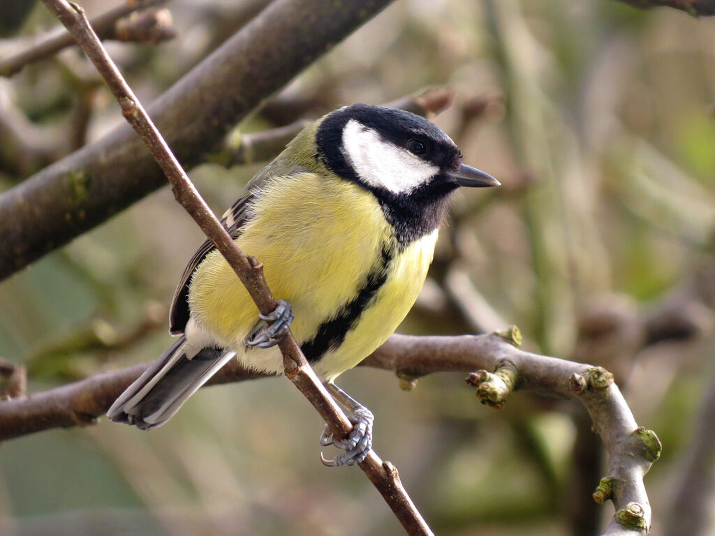 Mésange charbonnière