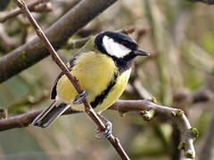 Great Tit