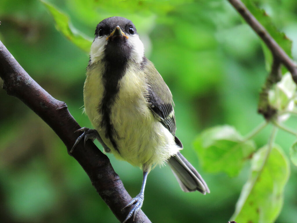 Mésange charbonnièrejuvénile