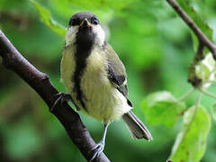 Great Tit