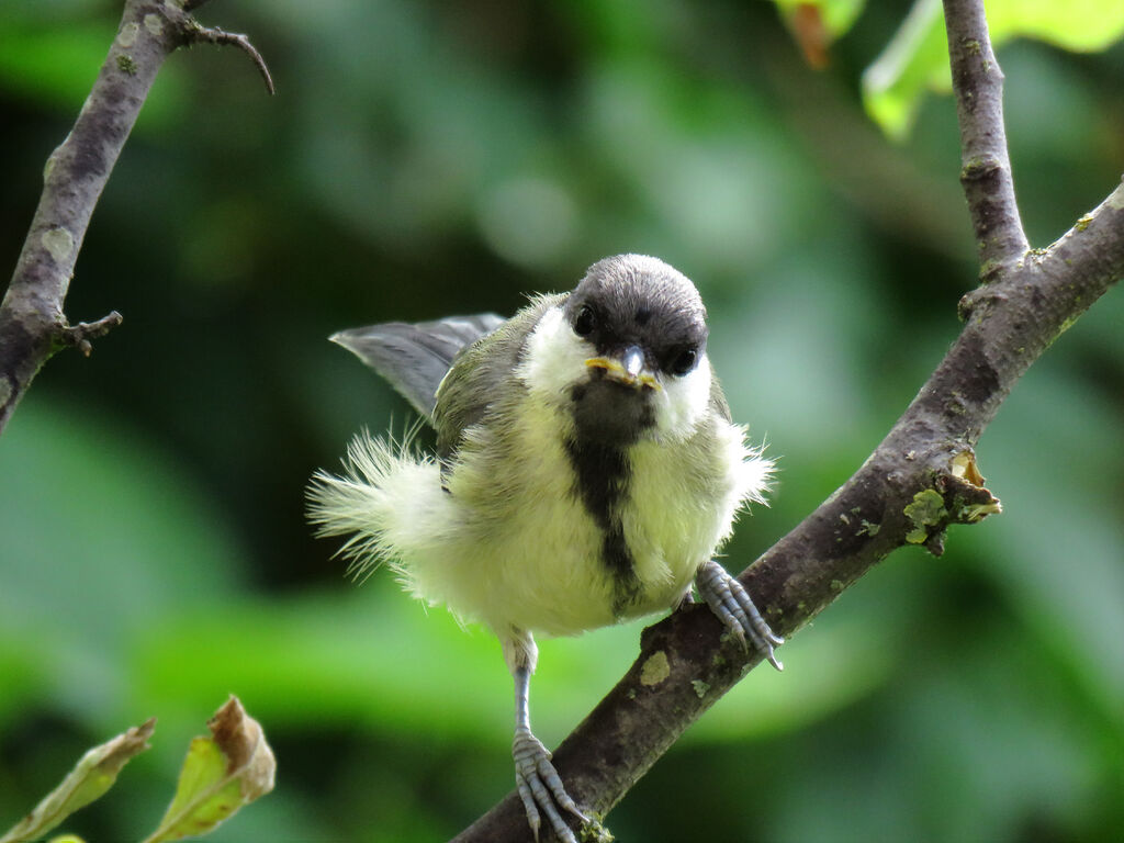 Great Tit