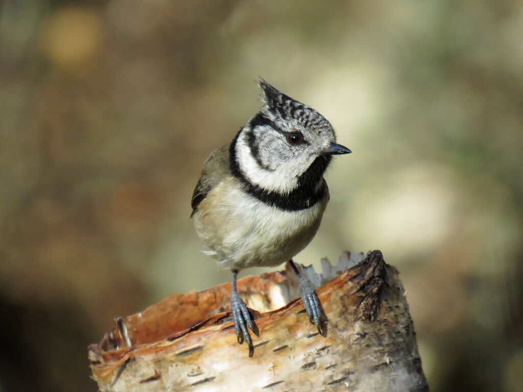 Mésange huppée