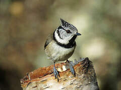 European Crested Tit