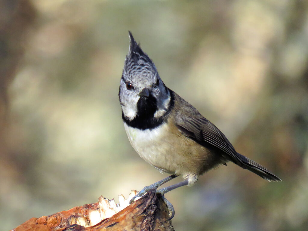 European Crested Tit