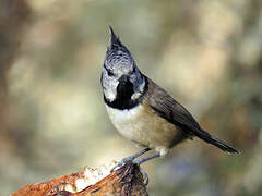 European Crested Tit