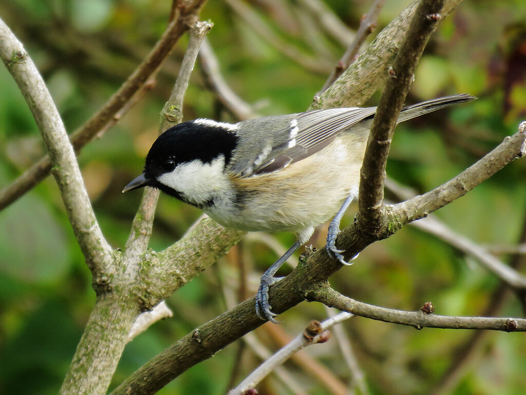 Coal Tit