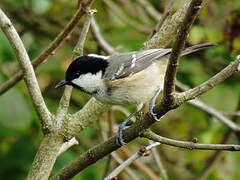 Coal Tit