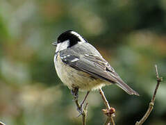 Coal Tit