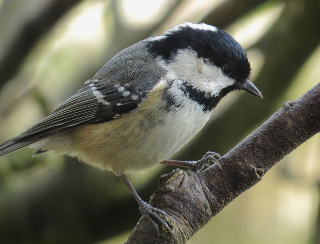 Coal Tit