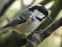 Coal Tit