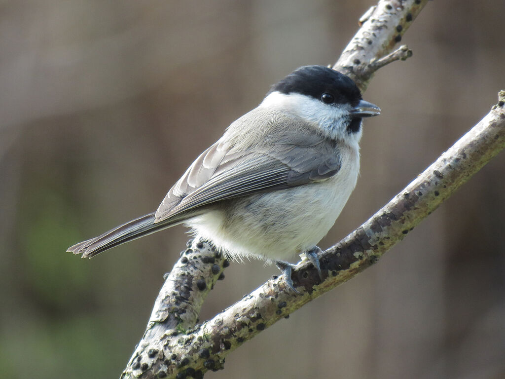 Mésange nonnetteadulte, identification