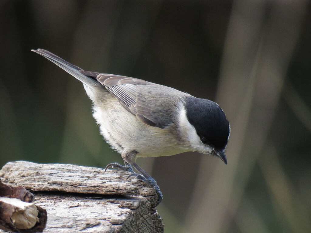 Marsh Tit