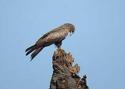 Yellow-billed Kite