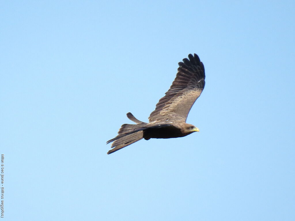 Yellow-billed Kite