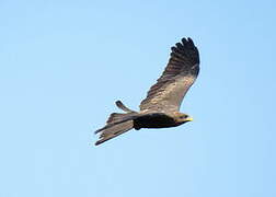 Yellow-billed Kite