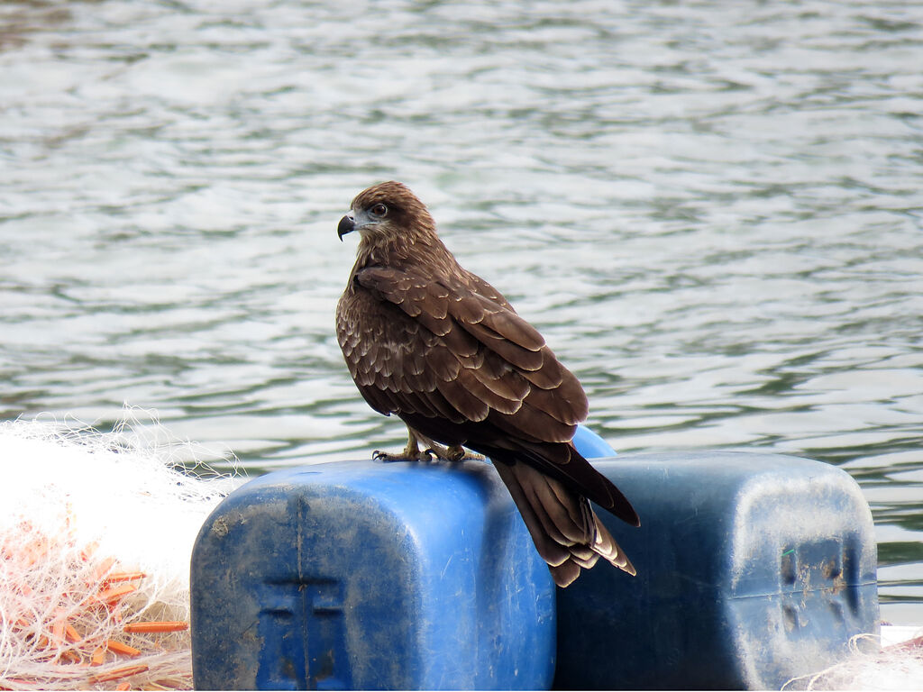 Black Kite