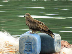 Black Kite