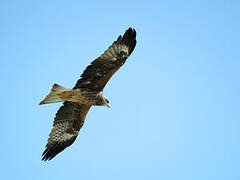 Black Kite