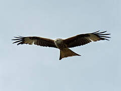 Red Kite