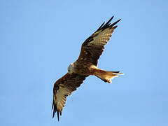 Red Kite