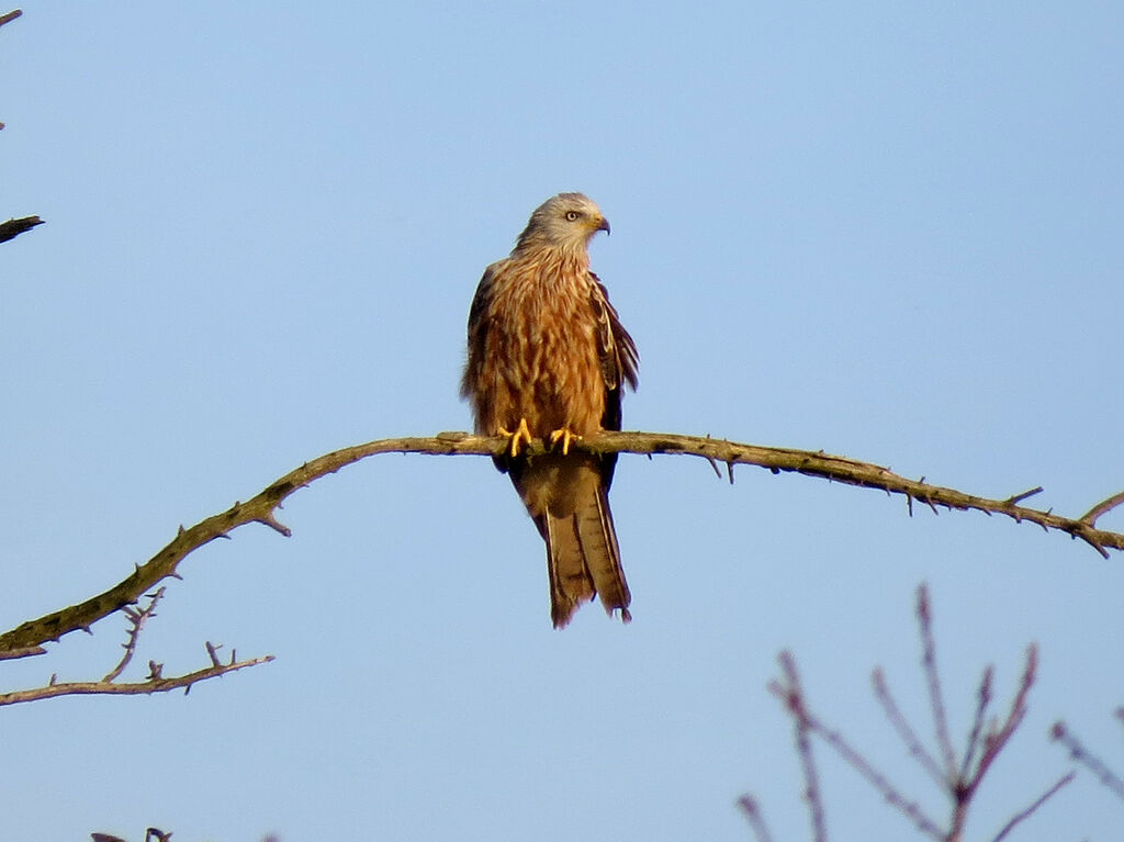 Red Kite