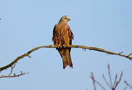 Red Kite