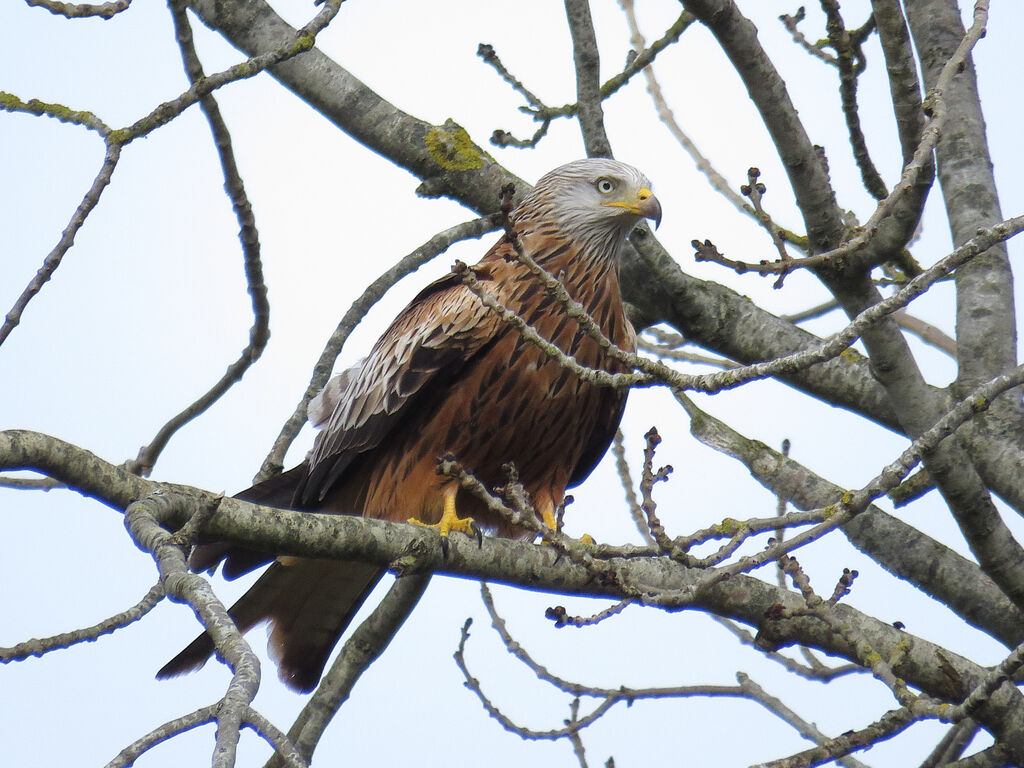 Red Kite