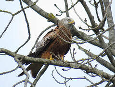 Red Kite