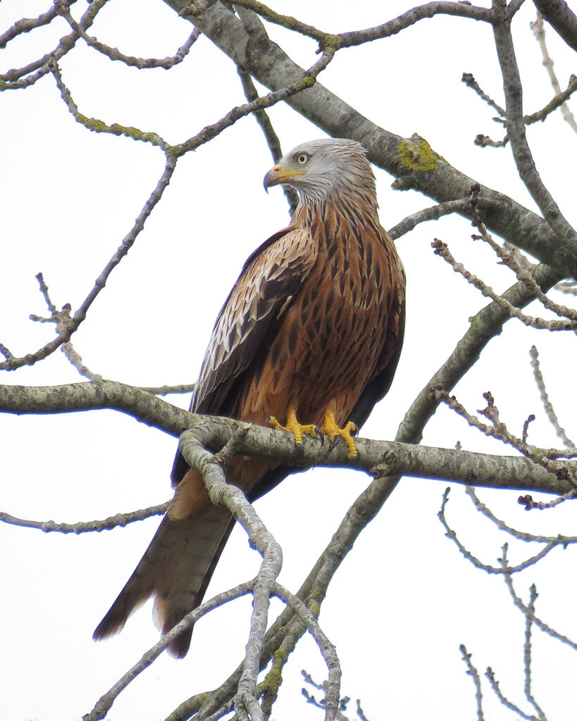 Red Kite