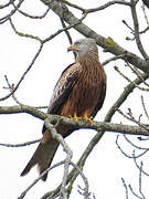 Red Kite