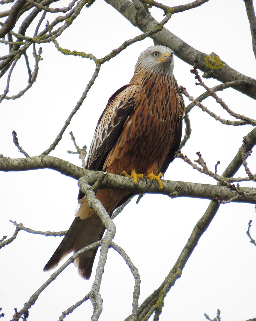 Red Kite