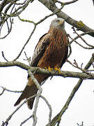 Red Kite