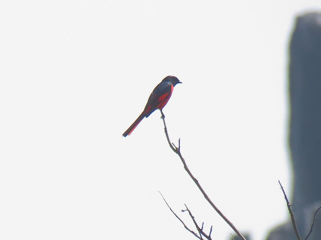 Scarlet Minivet