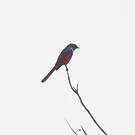 Minivet écarlate