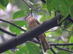 Rosy Minivet