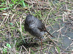 North Island Robin