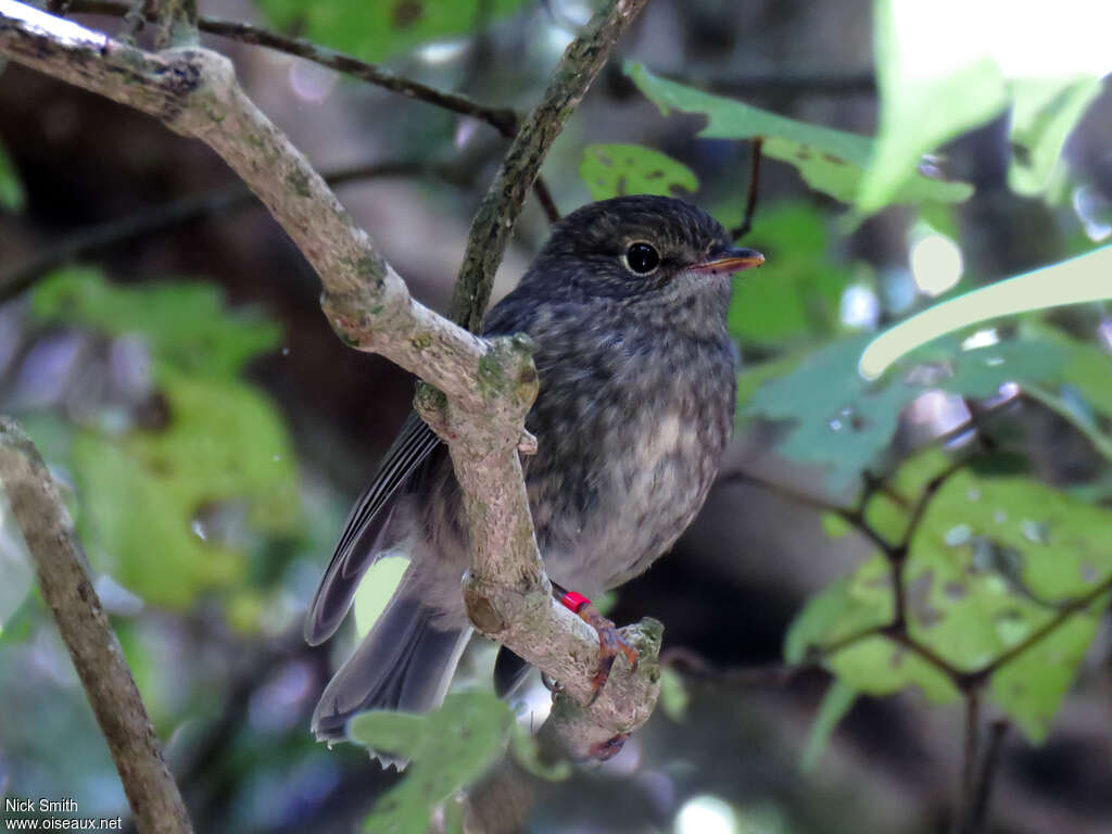 North Island Robin female adult, identification