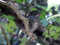 North Island Robin