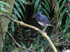 North Island Robin