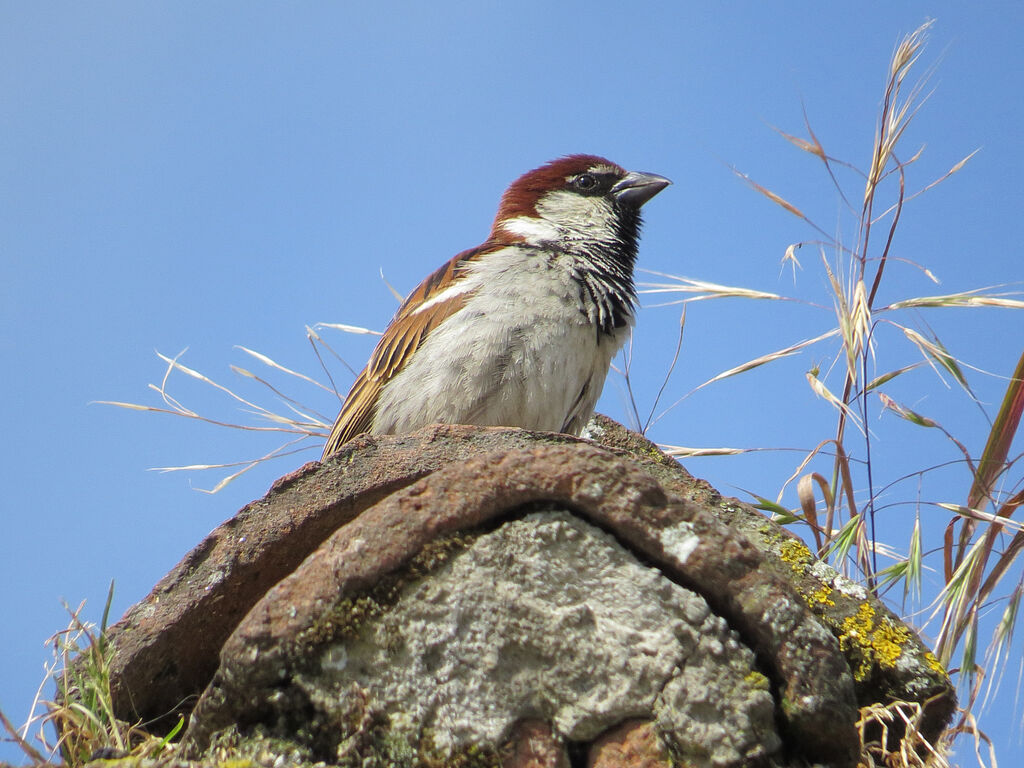 Italian Sparrow male