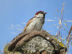 Moineau cisalpin