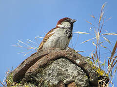 Italian Sparrow