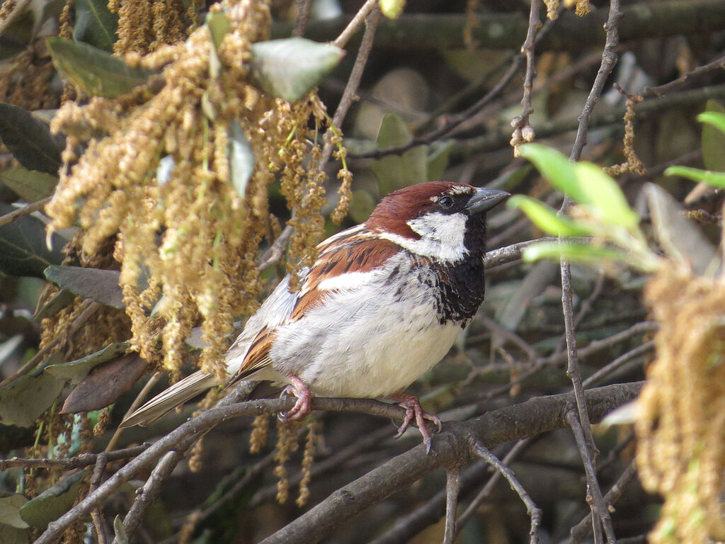 Italian Sparrow male