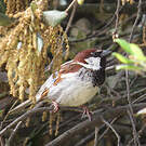 Moineau cisalpin