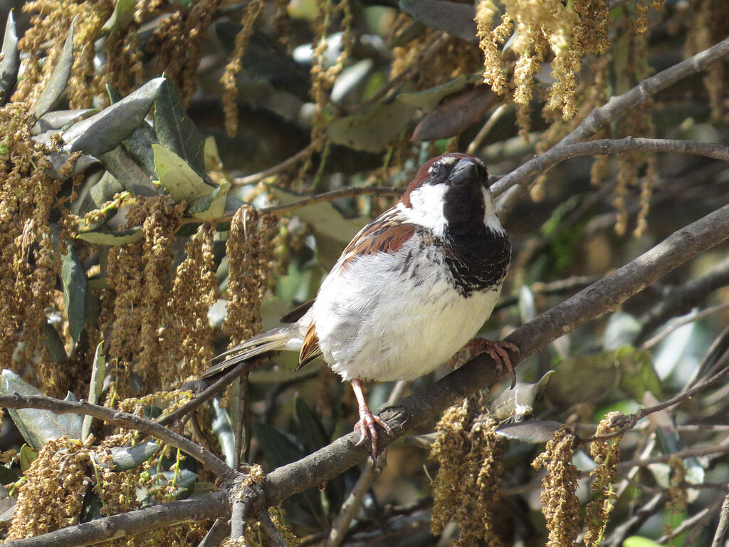 Moineau cisalpin mâle