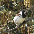 Moineau cisalpin